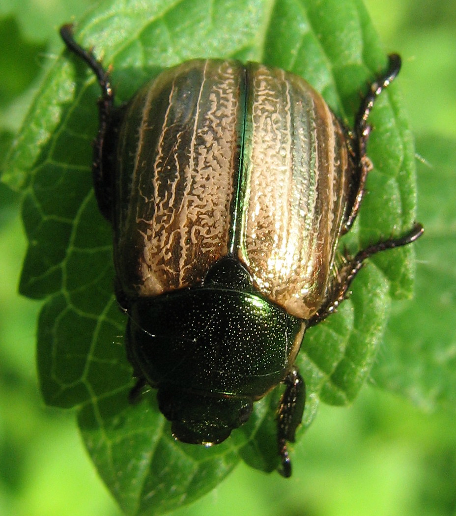 identificazione coleottero: Mimela junii